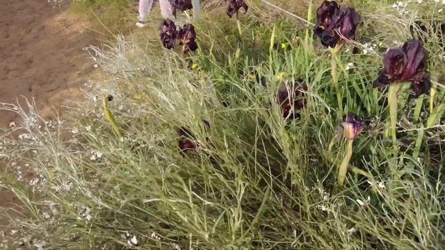 РЕДЧАЙШИЙ ПУРПУРНЫЙ ИРИС - ЦВЕТЕНИЕ В ДИКОЙ ПРИРОДЕ. ЗАПОВЕДНИК ИРИСОВ В ГОРОДЕ НЕТАНИЯ ИЗРАИЛЬ смотреть онлайн