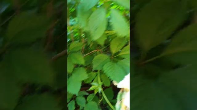 девичий виноград для авито смотреть онлайн