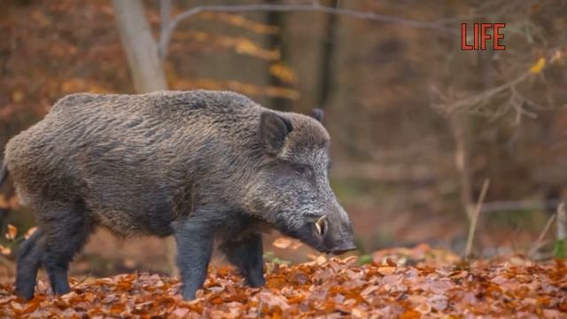 Как охотиться на кабана летом? смотреть онлайн