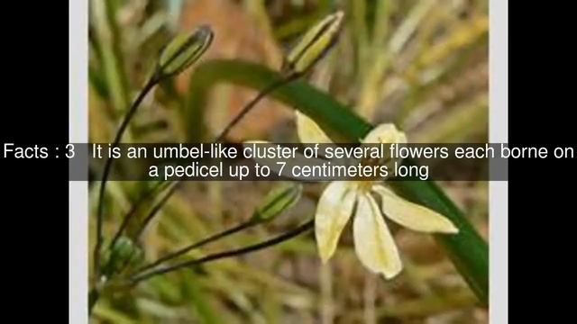 Triteleia ixioides Top #6 Facts смотреть онлайн