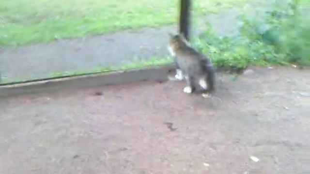 Пушистый сторож смотреть онлайн