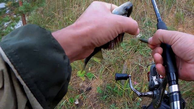 Рыбалка на отводной поводок.Ловля окуня на спиннинг. смотреть онлайн