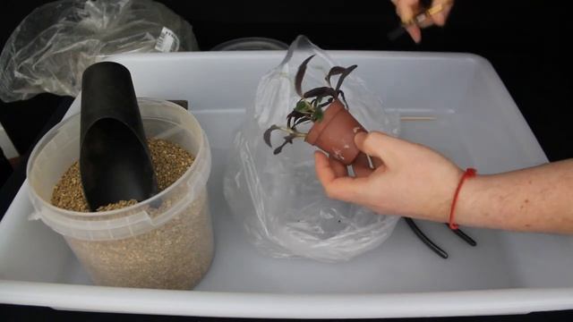 ESCILA (Ledebouria Socialis) | Planta Con Piel De Guepardo