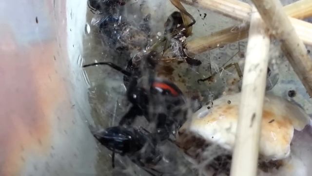 Steatoda paykulliana spider eating смотреть онлайн