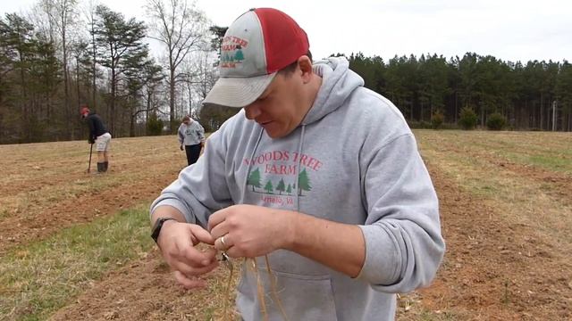 #118 Christmas Tree Planting 2020. Canaan Fir And Concolor Fir Greenhouse Plugs