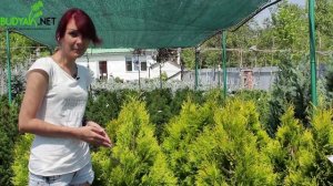 Випуск 69. Туя складчата Forever Goldy
