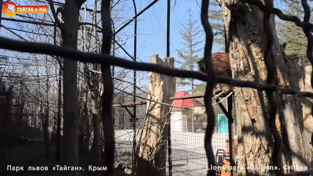 Дана - лохматая звезда Тайгана. Орангутан. Тайган. Dana Shaggy Star Of Taigan. Orangutan. Taigan.