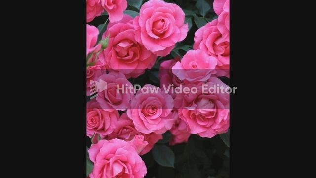 51 Красивые цветы. смотреть онлайн