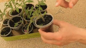 Сломалась рассада томата - что делать? Пример помощи растению