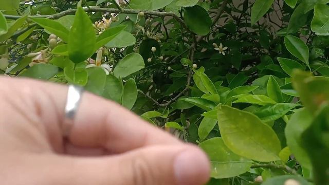Self Pollination in Plants смотреть онлайн