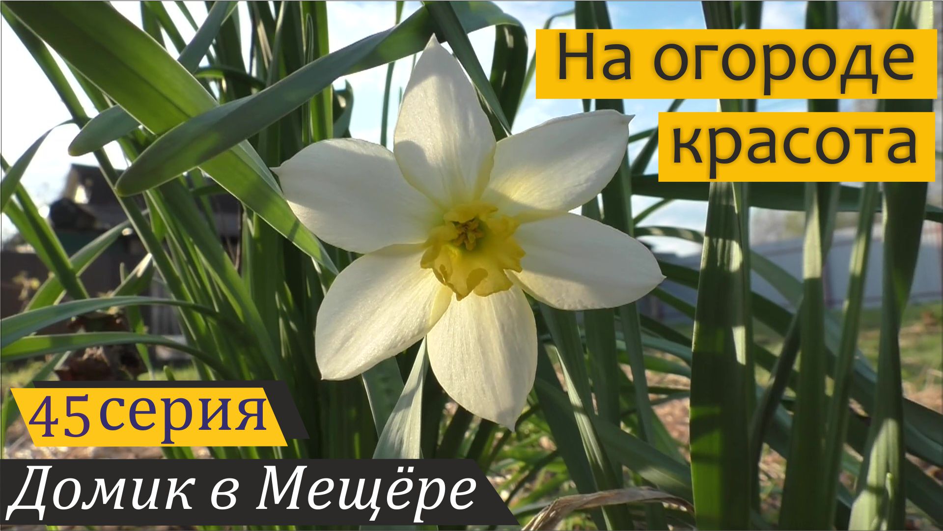 Неожиданные колонии нарциссов и новый вольер для гусят. Домик в Мещёре, серия 45 смотреть онлайн