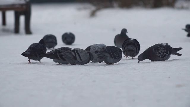 Тест объектива Таир-3ФС: Советское фоторужье Шарика из Простоквашино | молчаливый обзор смотреть онлайн