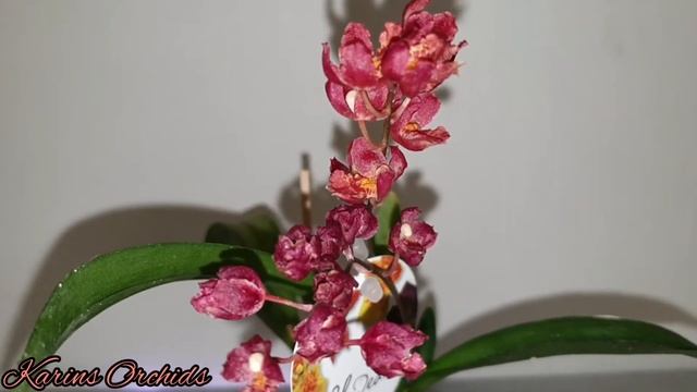 Howeara lava burst & Oncidium sweet sugar orchids in bloom смотреть онлайн