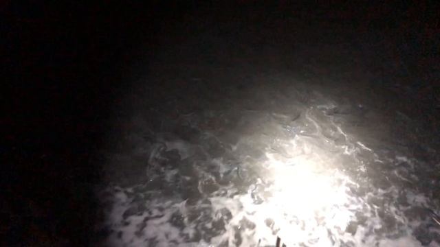 Epic nighttime grunion run. смотреть онлайн