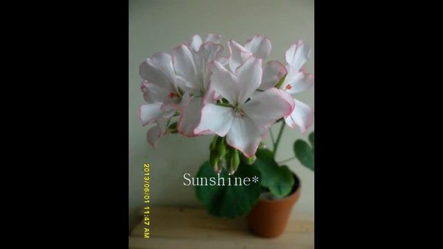 Pelargonium Carmel