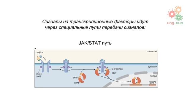 Регуляция работы генов. Регуляция транскрипции у эукариот. Часть 2