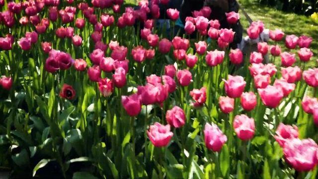 Королевский парк цветов Кёкенхоф (Keukenhof). Нидерланды