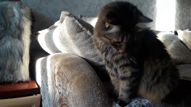 РЕАКЦИЯ ДАЛЬНЕВОСТОЧНОГО КОТА НА МИДИИ смотреть онлайн