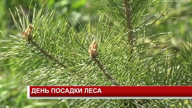 ДЕНЬ ПОСАДКИ ЛЕСА смотреть онлайн