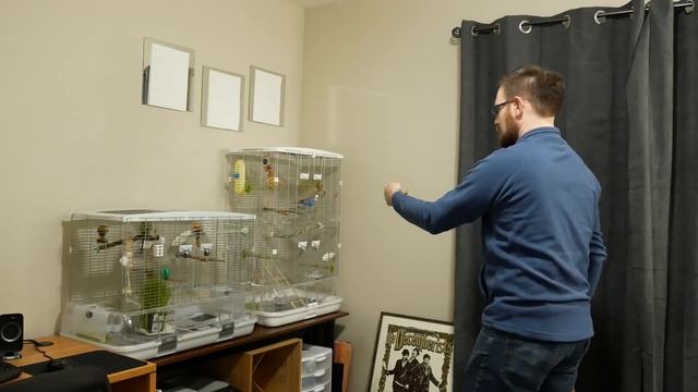 Clicker training for your bird: Step 1 (with Pixel the parakeet) смотреть онлайн