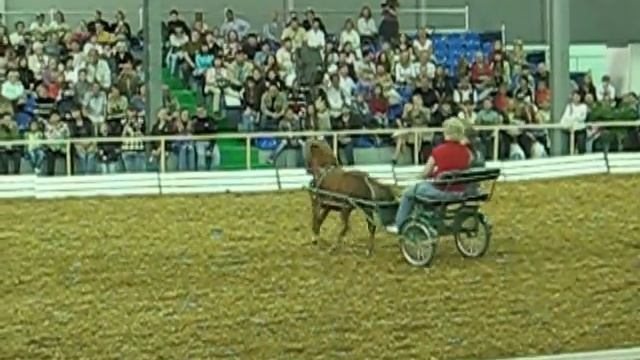 17. (американская миниатюрная лошадь) смотреть онлайн