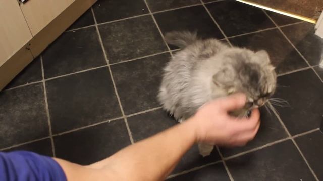 Ученый кот дает лапу смотреть онлайн