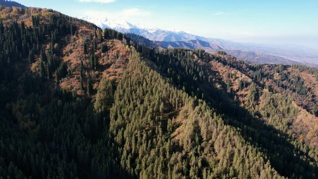ТОП локация для осенней фотосессии в АЛМАТЫ - Березовая роща, Ак-Кайын. Как добраться? Казахстан смотреть онлайн