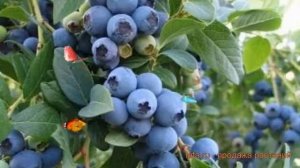 Голубика высокорослая Элиот (vaccinium corymbosum) ? Элиот обзор: как сажать, саженцы голубики Элио
