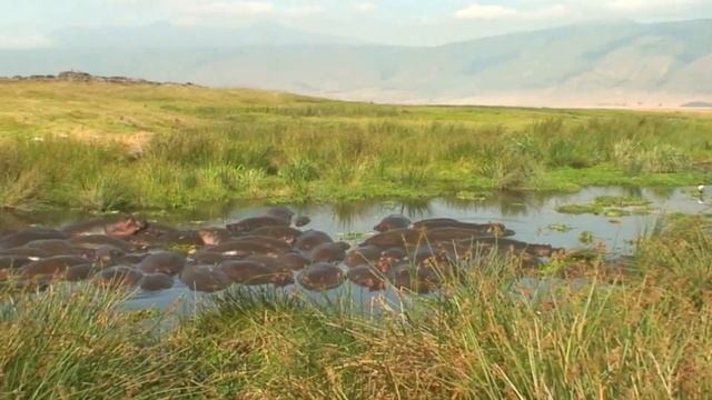 Бегемоты в Африке смотреть онлайн
