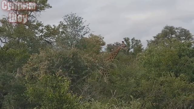 ЛЕВ В ДЕЛЕ! Лев против слона, крокодила, жирафа смотреть онлайн