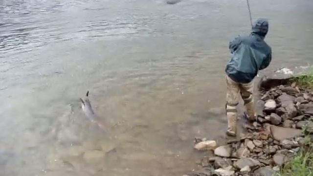 Таймень. Hucho taimen. смотреть онлайн