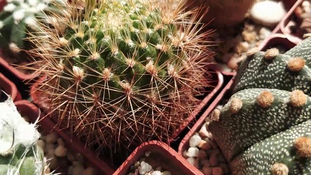 Кактусы и суккуленты.Середина лета...Обзор на состояние растений после подкормок. смотреть онлайн