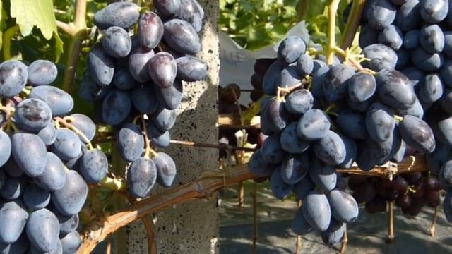 Виноград Ромбик смотреть онлайн