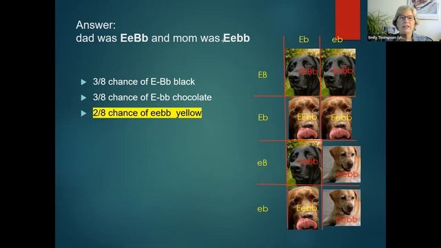 Super STEAM Saturday: Fido and the Gray Wolf - Genetics and Conservation Genetics смотреть онлайн