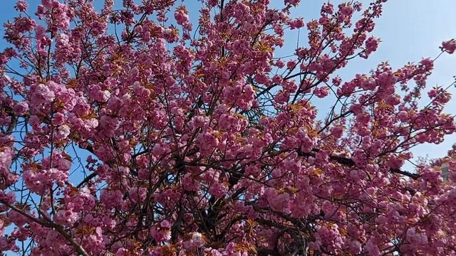 Сакура в полном цветении 20.04.2021 - Sakura Baum смотреть онлайн