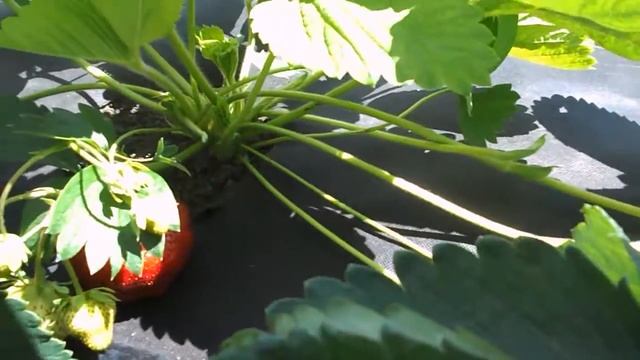 Земляника Чамора Туруси- шок ягода :) смотреть онлайн