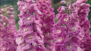 Дельфиниум в саду. Как добиться пышного цветения дельфиниумов