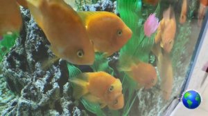 Аквариумная рыбка попугай: уход и содержание