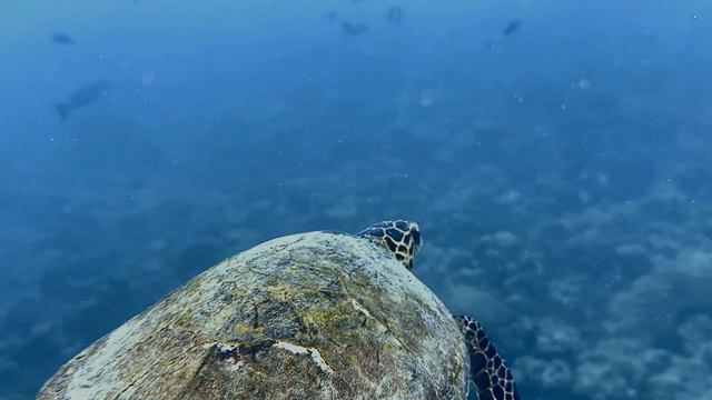 Scuba diving Maldives Raa atoll Meedhupparu 4K (Sep 2023 - 8) смотреть онлайн
