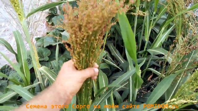 Этот грубый веник такой МИЛЫЙ! Карликовое сорго мистера Сэма Мойера - Dwarf Mayo Sorghum Подмосковь смотреть онлайн