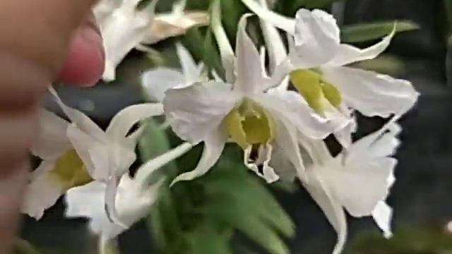 Dendrobium dearei смотреть онлайн