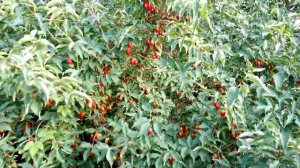 Выращивание кизила.  Сорт Светлячок, Николка. Плодоношение