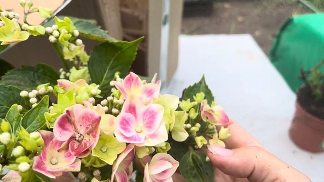 Распаковка посылки Опт-хоз с крупнолистными гортензиями часть 3