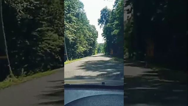 Лес с огромными деревьями вдоль трассы Нестеров - Виштынецкое озеро (18.08.2022) ТС ВечагоР. смотреть онлайн