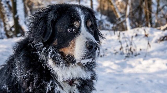 TOP 10 Swiss Dog Breeds List смотреть онлайн