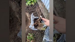 Посадка метельчатой гортензии с ОКС (открытой корневой системой).