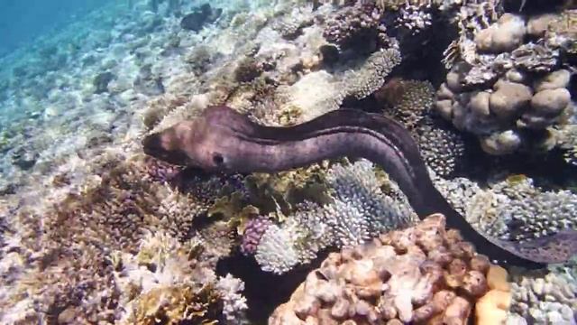 Гигантская мурена,Gigantische Muräne, Giant Moray,.DSCF3586 смотреть онлайн