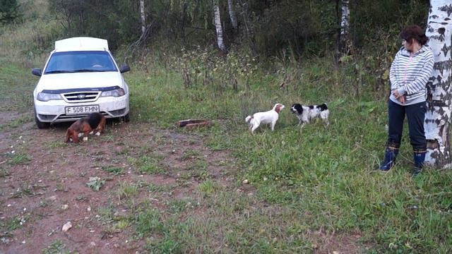 01 09 13г Выгул собак Горная Ульбинка смотреть онлайн