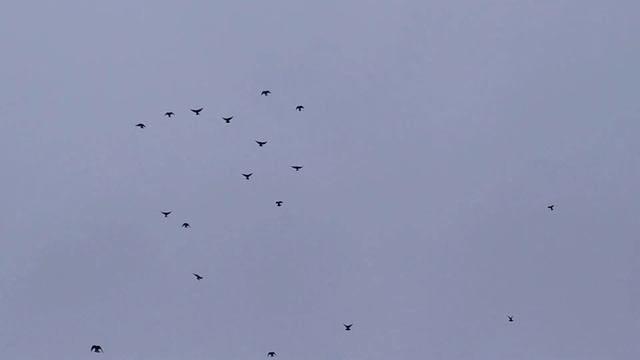 Мои николаевские голуби🕊(полётики) смотреть онлайн