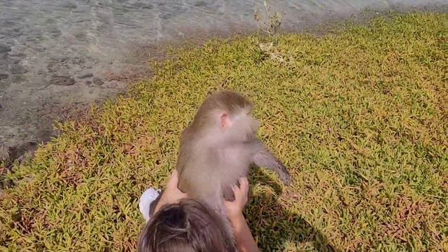 #Гамадрилы#Niki#Luna на прогулке у моря🌝 смотреть онлайн